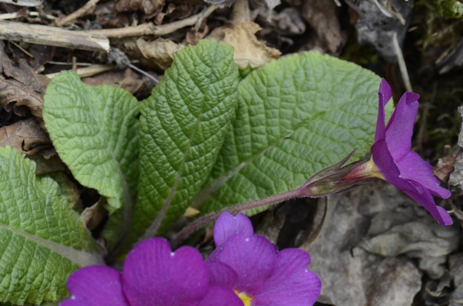 Nel bosco, primula colorata